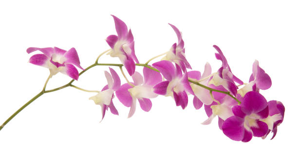 istock dendrobium orchid flower isolated 911298922