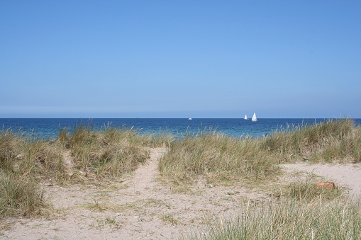 Flowering grass bushes on a sandy beach on the Baltic Sea coast in the village of Yantarny, Kaliningrad region, Russia