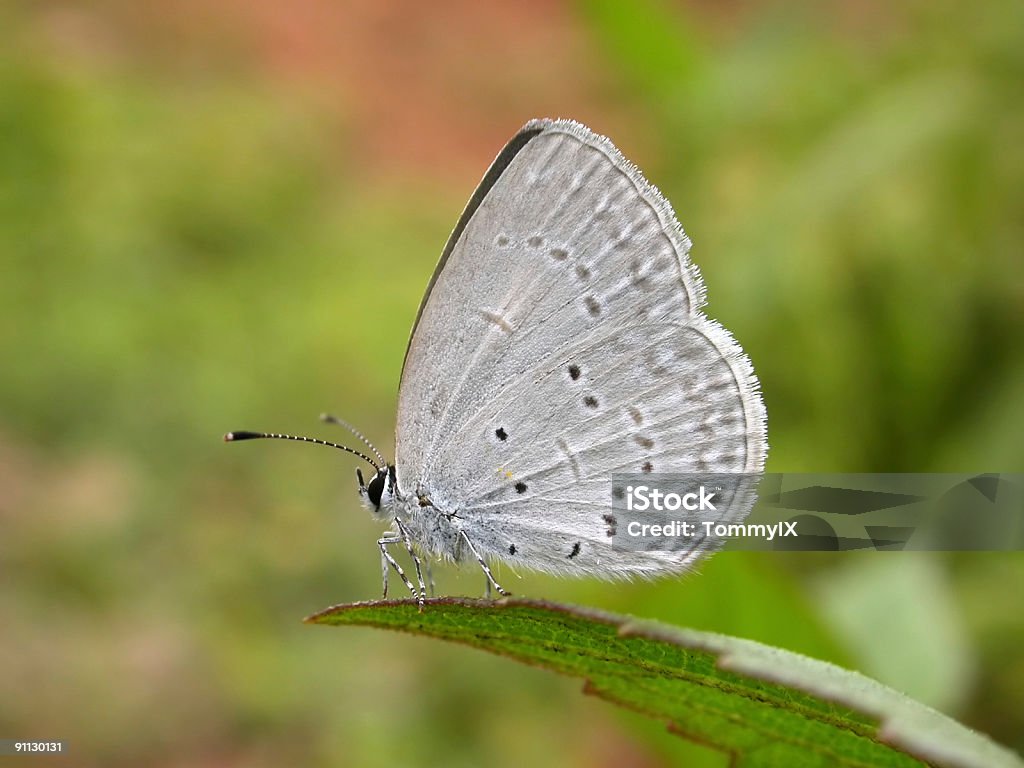 Menor mariposa azul en hoja de hierba - Foto de stock de Asia libre de derechos