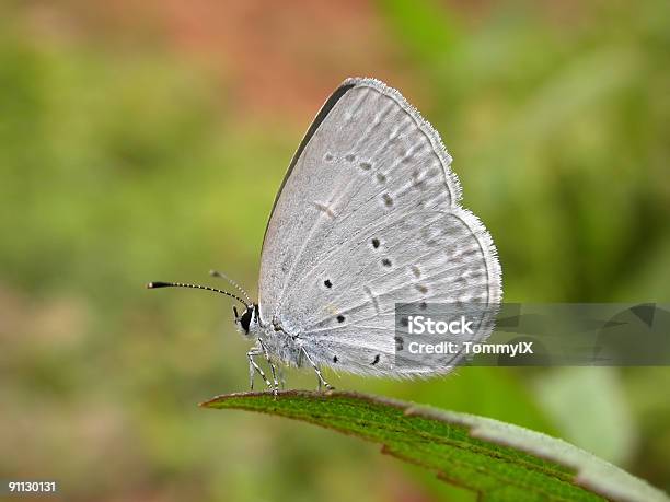 Menor Mariposa Azul En Hoja De Hierba Foto de stock y más banco de imágenes de Asia - Asia, Azul, Color - Tipo de imagen