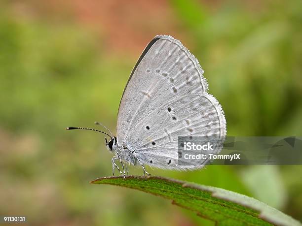 Lesser Trawa Niebieski Motyl Na Liść - zdjęcia stockowe i więcej obrazów Azja - Azja, Bez ludzi, Bliskie zbliżenie