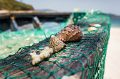 muscheln.jpg?b=1&s=170x170&k=20&c=nlRj_pUXVFnFhInN4mnLhAF-z2a46ZuGt0c-RL-Usls=