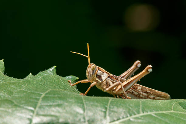 grasshopper on goldenrod - locust imagens e fotografias de stock