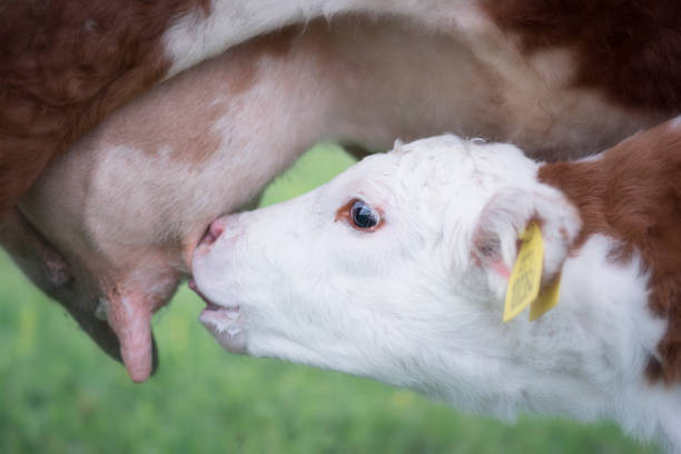 Young calf drinks milk from his mother in nature farm