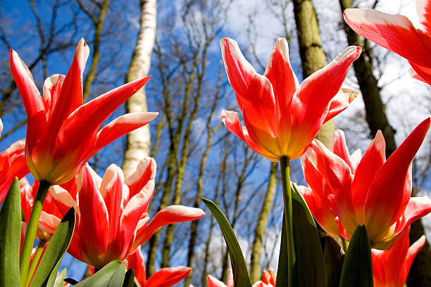 Tulips in the sun stock photo