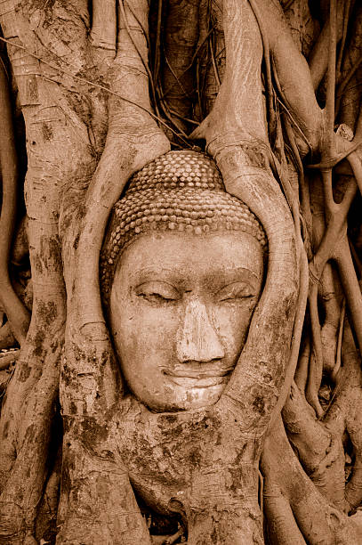 석불 얼굴 나무의 뿌리에서 태국 아유타야 왓 마하탓-수코타이 스톡 사진