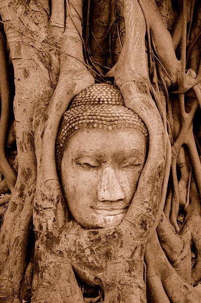 Buddhas twarz w korzenie drzew Wat Mahathat Ayutthaya w Tajlandii – zdjęcie