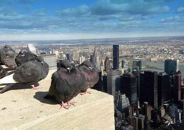 Pigeon eye view of  New York city
