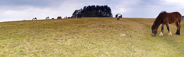 wilde pferde grasen auf hill top - horse panoramic scenics prairie stock-fotos und bilder