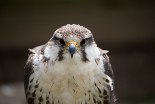 Portrait of a Laggar Falcon (falco jugger)