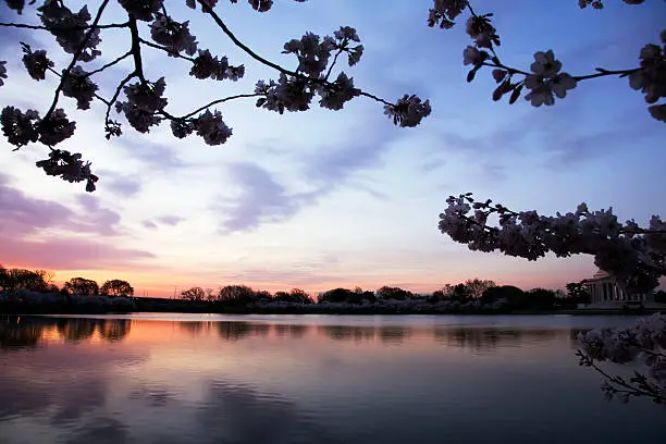 Photo of Tidal Basin