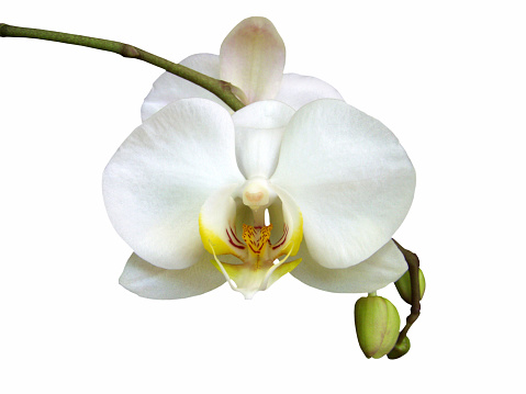 Phalaenopsis orchid miniature hybrid named Taida King