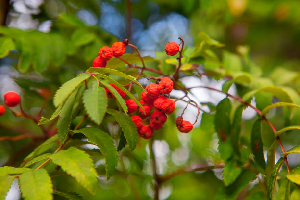Chinese white-berry or white-fruited rowan tree. Another pretty tree of the rowan family, this time with white (rather than orange) fruit. Ornamental, planted in parks in the UK.