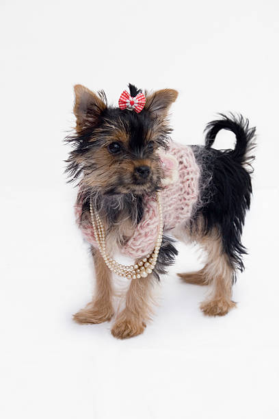 istock little fashion terrier 91131038