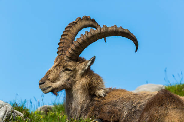 istock side view lying natural male alpine ibex capricorn, blue sky, meadow 911313568