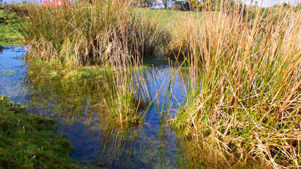 istock Moorland pool / pond on a sunny clear winters day 911314274