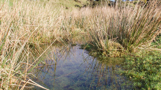 istock Moorland pool / pond on a sunny clear winters day 911314292