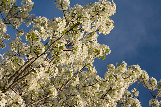 Spring Blossoms stock photo