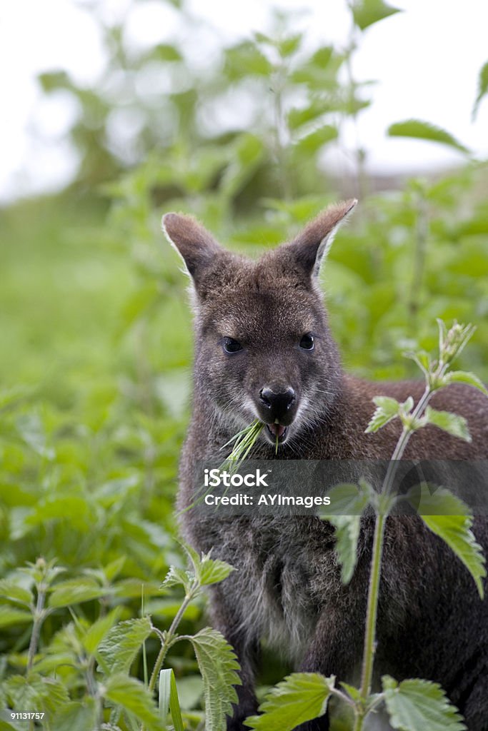 wallaby de pescoço vermelho (Macropus rufogriseus - Royalty-free Animal Foto de stock