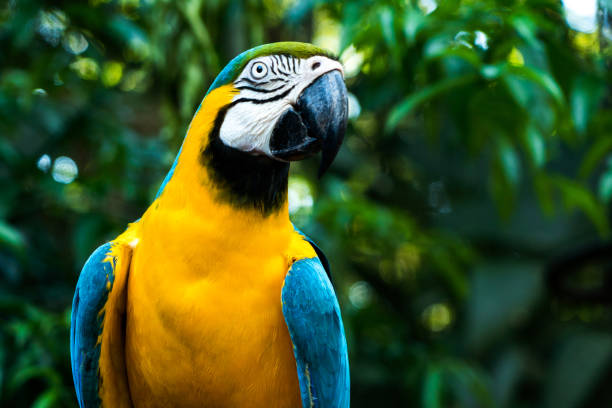 uccello tropicale ara blu e gialla, foresta pluviale brasiliana - tropical rainforest travel beauty in nature environment foto e immagini stock