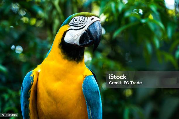 Blue And Yellow Macaw Tropical Bird Brazilian Rainforest Stock Photo - Download Image Now