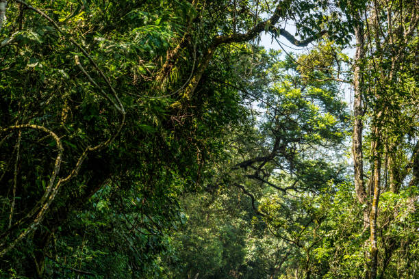 istock Tropical vegetation with green plants and trees 911318526