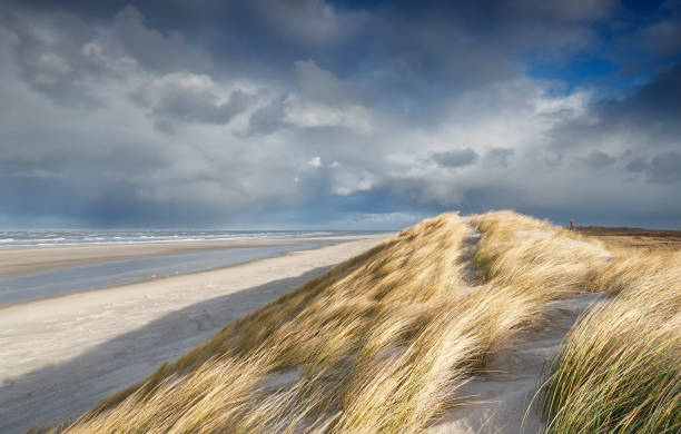 istock view from sand dune on North sea beach, Texel, Netherlands 911318758