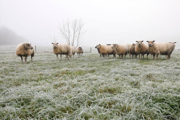 istock sheep herd on winter pasture in fog, Holland 911321030