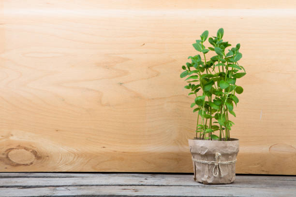 istock fresh mint in a pot on the wooden background 911325784