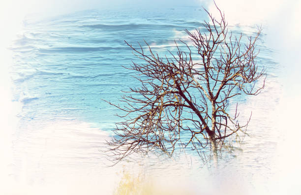 istock dreamy and abstract image of the bare branches at the forest, against sky. double exposure effect with watercolor brush stroke texture. 911326178