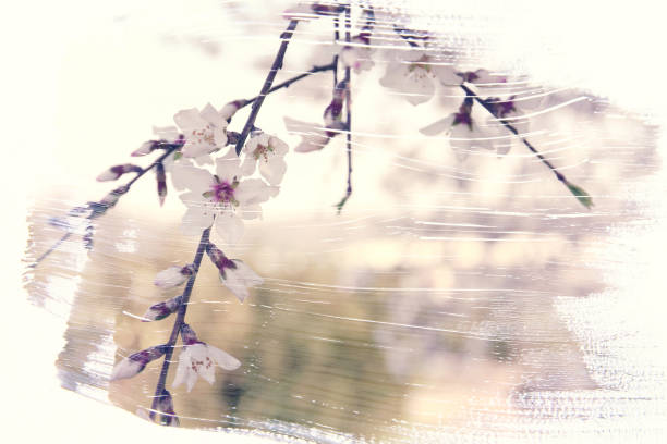 istock dreamy and abstract image of cherry tree. double exposure effect with watercolor brush stroke texture. 911326334