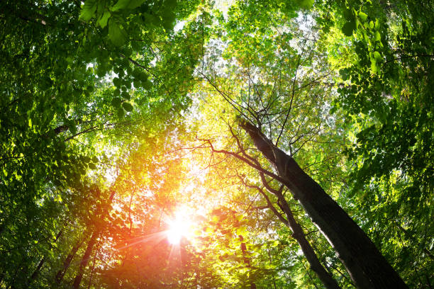 istock Green forest. Tree with green Leaves and sun light. 911329426
