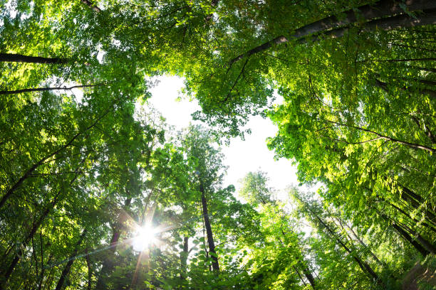 istock Green forest. Tree with green Leaves and sun light. 911329428