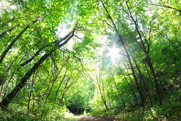 istock Green forest. Tree with green Leaves and sun light. 911329432