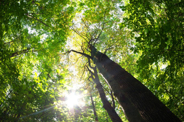 istock Green forest. Tree with green Leaves and sun light. 911329434