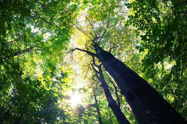 istock Green forest. Tree with green Leaves and sun light. 911329444