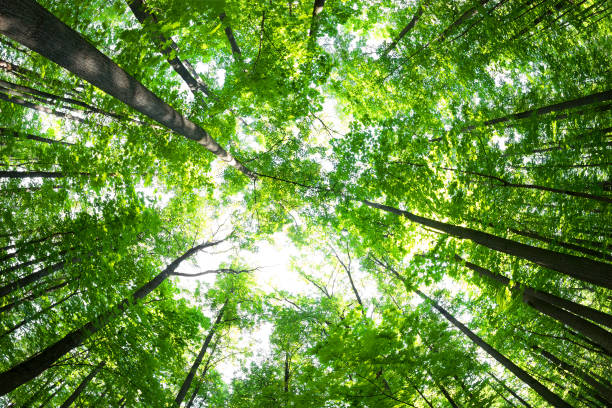 istock Green forest. Tree with green Leaves and sun light. 911329446