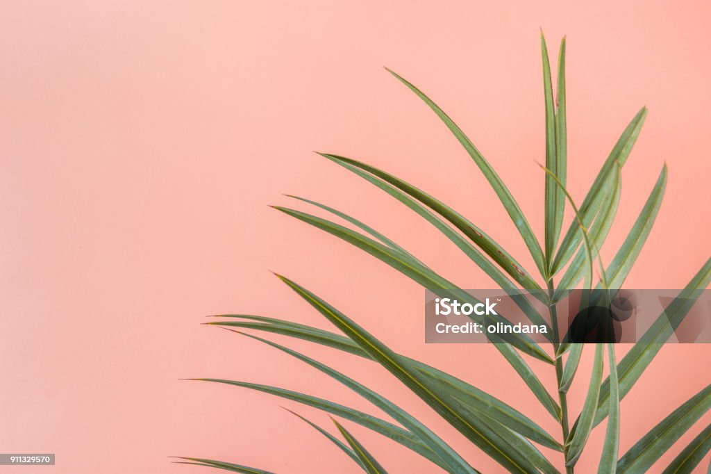 桃のピンクの壁の背景にスパイキー ヤシの木の葉。植物の部屋のインテリア装飾。流行に敏感なファンキーなスタイルのパステル カラー。海辺の休暇楽しいワンダー ラスト ファッション概念。コピー スペース - カリフォルニア州のロイヤリティフリーストックフォト