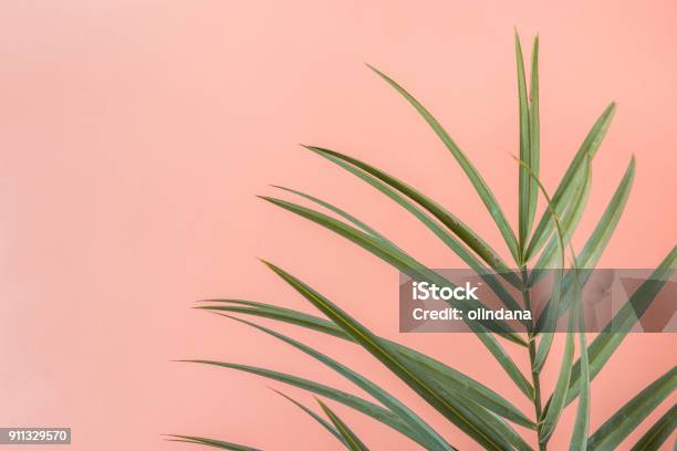 桃のピンクの壁の背景にスパイキー ヤシの木の葉植物の部屋のインテリア装飾流行に敏感なファンキーなスタイルのパステル カラー海辺の休暇楽しいワンダー ラスト ファッション概念コピー スペース - カリフォルニア州のストックフォトや画像を多数ご用意