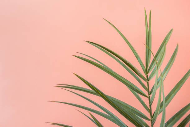 istock Spiky Palm Tree Leaf on Pink Peachy Wall Background. Room Plant Interior Decoration. Hipster Funky Style Pastel Colors. Seaside Vacation Fun Wanderlust Fashion Concept. Copy Space 911329570