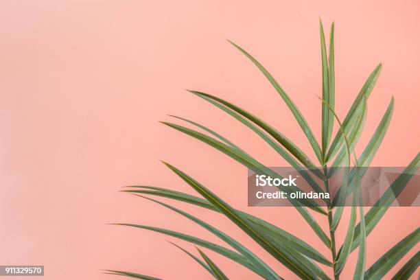 Spiky Palm Tree Leaf On Pink Peachy Wall Background Room Plant Interior Decoration Hipster Funky Style Pastel Colors Seaside Vacation Fun Wanderlust Fashion Concept Copy Space Stock Photo - Download Image Now