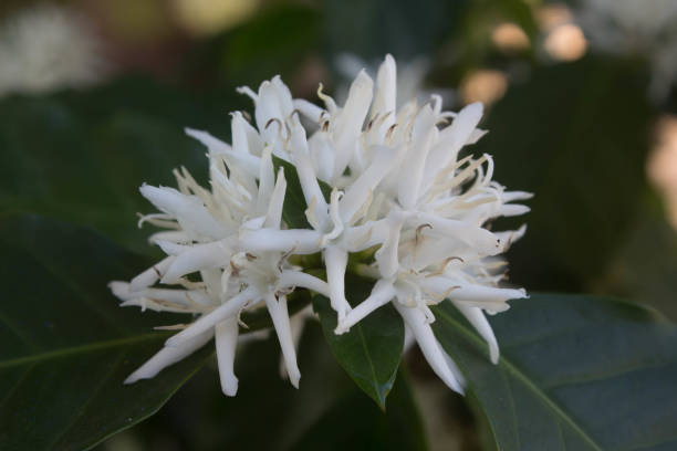 istock Coffee tree blossom with white color flower 911330170