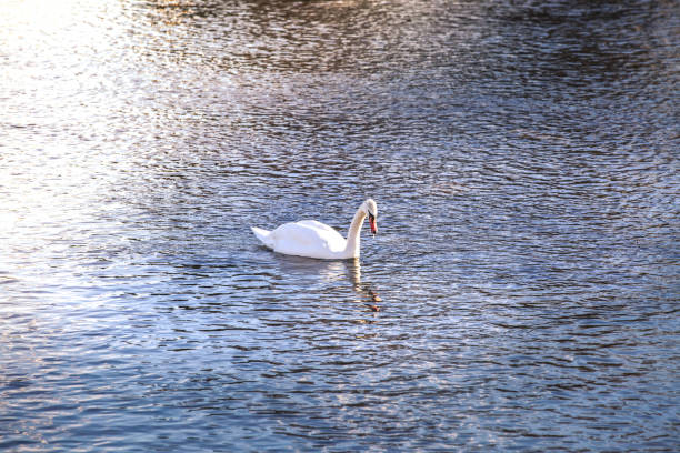 istock Swan swimming on a lake 911330286