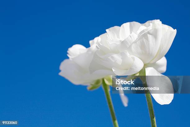 Flores De Primavera Foto de stock y más banco de imágenes de Aire libre - Aire libre, Blanco - Color, Cielo