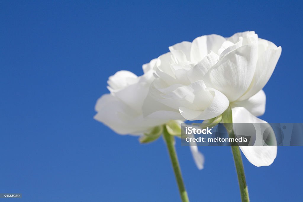 Flores da primavera - Foto de stock de Branco royalty-free