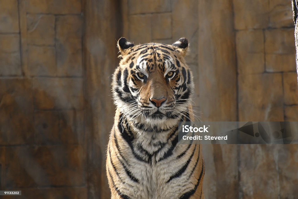 Tigre del Bengala - Foto stock royalty-free di Aggressione