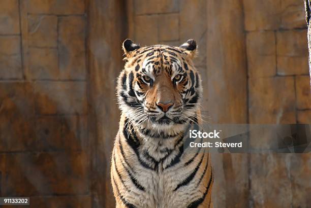 Tigre Del Bengala - Fotografie stock e altre immagini di Aggressione - Aggressione, Animale, Animale da safari