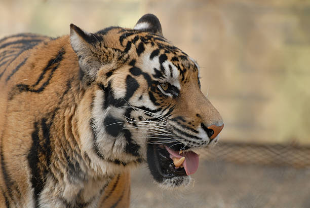 Tigre du Bengale - Photo
