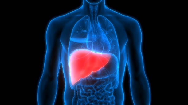 인체 장기의 해부학 (간) - liver 뉴스 사진 이미지