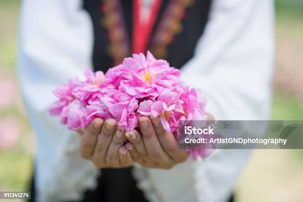 Mano Da Ragazza Con Rose Dolio Rosa Luccio Tradizionale Bulgaro - Fotografie stock e altre immagini di Bulgaria